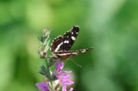Araschnia levana