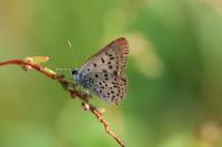 Lycaena tityrus