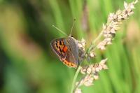 Lycaena phlaeas