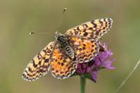 Melitaea didyma