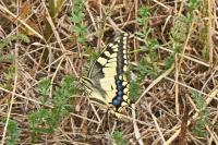 Papilio machaon