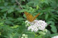Argynnis paphia