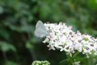 Celastrina argiolus