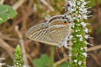 Lampides boeticus
