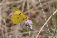 Colias alfacariensis/hyale