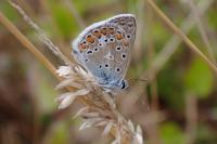 Polyommatus icarus