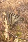 Iphiclides podalirius/feisthamelii