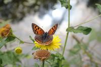 Lycaena phlaeas
