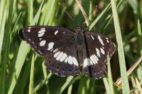 Limenitis reducta