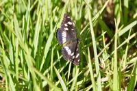 Limenitis reducta