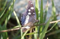 Limenitis reducta