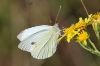 Pieris napi