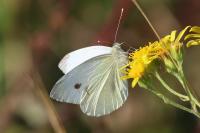 Pieris napi