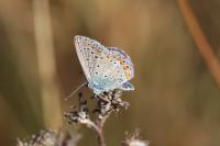 Polyommatus icarus