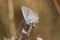 Polyommatus icarus