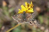 Pyrgus armoricanus