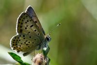Lycaena tityrus