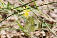 Pieris rapae/mannii