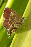 Cacyreus marshalli