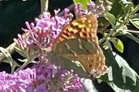 Argynnis pandora