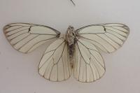 Aporia crataegi