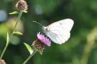 Aporia crataegi