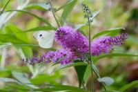 Pieris brassicae