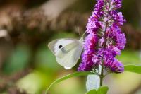 Pieris brassicae