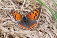 Lycaena phlaeas