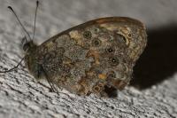 Lasiommata megera