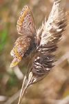 Aricia agestis