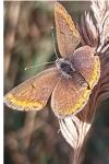 Aricia agestis