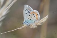 Polyommatus thersites