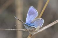 Polyommatus thersites