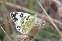 Pontia daplidice