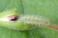 Cacyreus marshalli