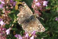 Pyrgus armoricanus