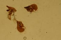 Pyrgus armoricanus