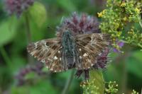 Muschampia floccifera