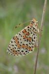 Melitaea didyma