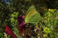 Gonepteryx cleopatra