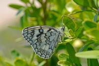 Melanargia russiae