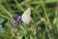 Plebejus argyrognomon