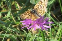 Melitaea phoebe
