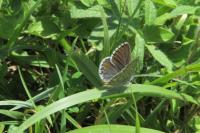 Lysandra bellargus