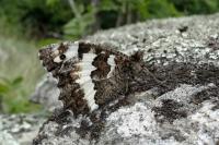 Brintesia circe