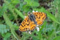Melitaea didyma