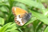 Coenonympha arcania