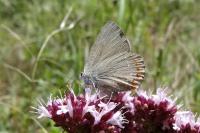 Satyrium esculi