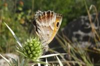 Pyronia cecilia
